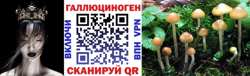 Купить где  Камешково  Псилоцибиновые грибы GOLDEN TEACHER 
